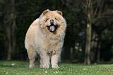 CHOW CHOW 663